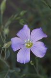 Linum extraaxillare len karpacki) ,