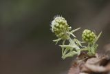 Lepiężnik biały, Petasites albus