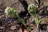 Lepiężnik biały, Petasites albus