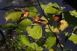 leszczyna pospolita Corylus avellana)