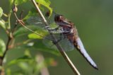 Ważka płaskobrzucha, ważka płaska, Libellula depressa, Bieszczady, samiec