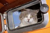 portowy kot zaglądający do kambuza w porcie Liepaja, Łotwa a cat in Liepaja harbour, Latvia