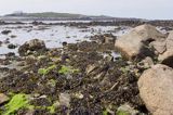 wyspa Lihou koło wyspy Guernsey, Channel Island, Kanał La Manche, w czasie odpływu, odsłoniete brunatnice - morszczyny
