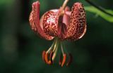 lilia złotogłów, Lilium martagon