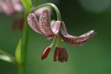 Lilium martagon, lilia złotogłów i pszczoła