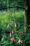 lilia złotogłów, Lilium martagon