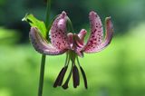 Lilia złotogłów, Lilium martagon