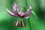 Lilia złotogłów, Lilium martagon