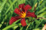 lilia liliowiec hemerocallis