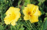 lilia liliowiec hemerocallis