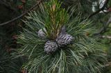 sosna limba Pinus cembra L.