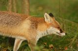 lis vulpes vulpes