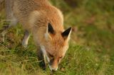 lis vulpes vulpes