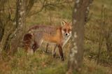 lis vulpes vulpes