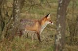 lis vulpes vulpes