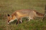 lis vulpes vulpes