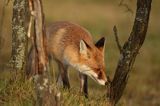 lis vulpes vulpes