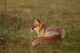 lis vulpes vulpes