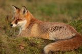 lis vulpes vulpes