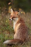 lis vulpes vulpes