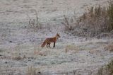 lis vulpes vulpes