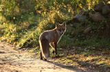 lis vulpes vulpes