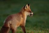 lis vulpes vulpes