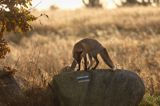 lis vulpes vulpes