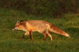 lis vulpes vulpes