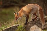 lis vulpes vulpes