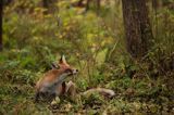 lis vulpes vulpes