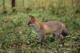 lis vulpes vulpes