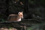 lisek przed norą, Vulpes vulpes