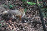 lisica z młodymi Vulpes vulpes