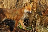 lis, Vulpes vulpes