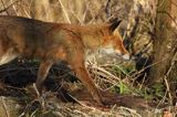 lis, Vulpes vulpes