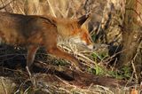 lis, Vulpes vulpes