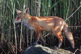 lis, Vulpes vulpes