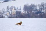 lis Vulpes vulpes, kościół w Odrzechowej, Beskid Niski