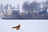 lis Vulpes vulpes, kościół w Odrzechowej, Beskid Niski