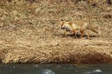 lis, vulpes vilpes