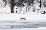 Lis, Vulpes vulpes, nad Sanem, Bieszczady