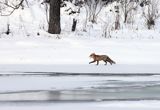 Lis, Vulpes vulpes, nad Sanem, Bieszczady