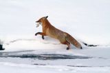 Lis, Vulpes vulpes, nad Sanem, Bieszczady