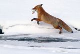 Lis, Vulpes vulpes, nad Sanem, Bieszczady