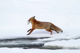 Lis, Vulpes vulpes, nad Sanem, Bieszczady