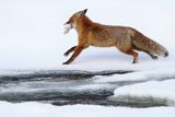 Lis, Vulpes vulpes, nad Sanem, Bieszczady