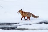 Lis, Vulpes vulpes, nad Sanem, Bieszczady