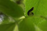 gąsienica Macrophya alboannulata, Brosznica bzowa, rośliniarki Symphyta, na czarnym bzie