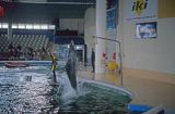 Litwa Kłajpeda Smiltyne - delfinarium